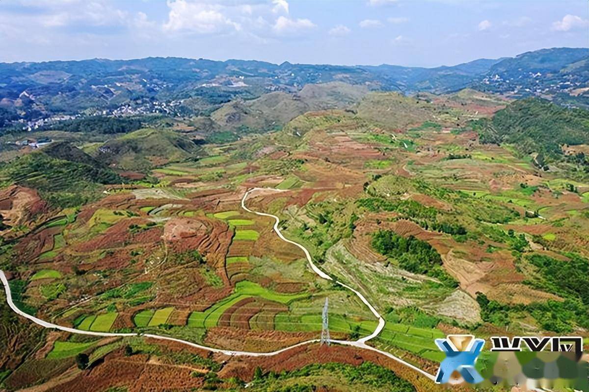 鲁屯镇:万亩沃野结硕果 乡村振兴步履坚_辣椒_烤烟_种植地