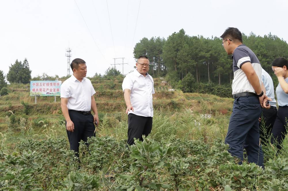 67龚庆中:挂职他乡是故乡_帮扶_菊花_德江