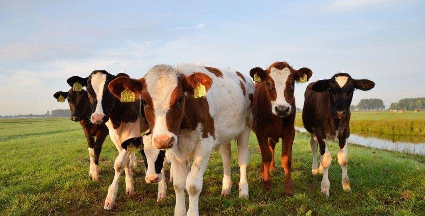 还有猪牛羊，家畜三味。猪牛羊这三种大型家畜，因为产肉量高，始终是我