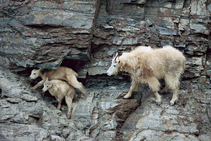 生活在2300米悬崖的山羊，在悬崖边来去自如，没有动物敢招惹