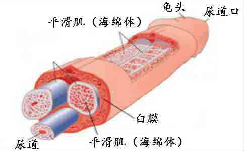 锻炼变大是什么原理?