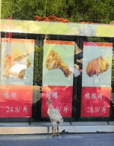 原创
开心一刻:高中的时候,女同桌总让我看她的腿,直到那次后…