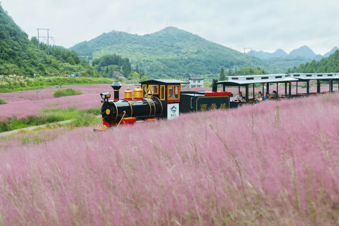 稻花乡里说丰年 | 走进粉黛花海，开启浪漫之旅