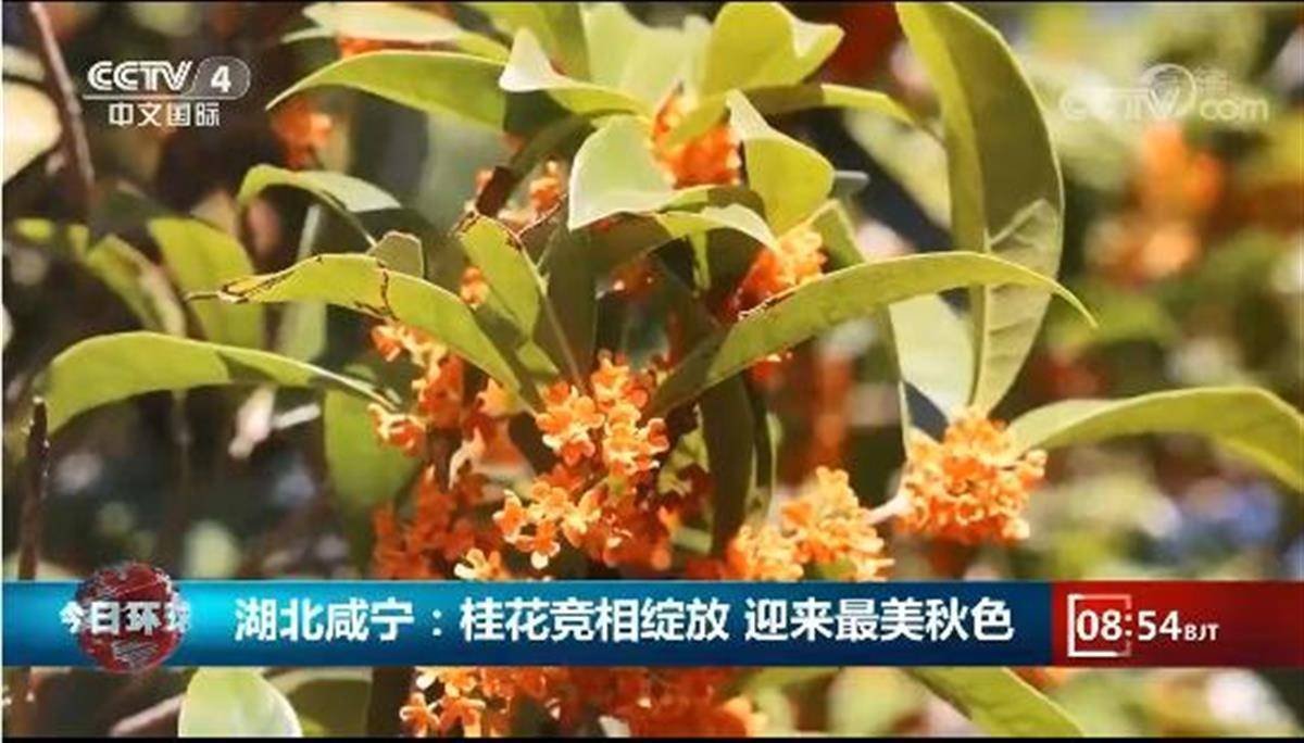 桂花飘香活动丰富，湖北咸宁文旅国庆假期凭实力圈粉