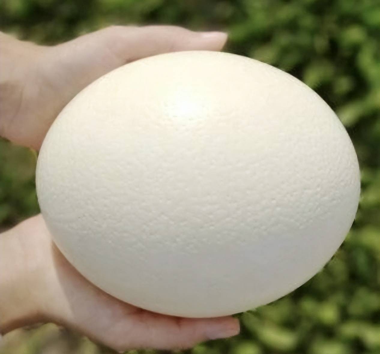 原创世界上最奇特的八种卵蛋，酷似外星生物，见过一个就实属不易!