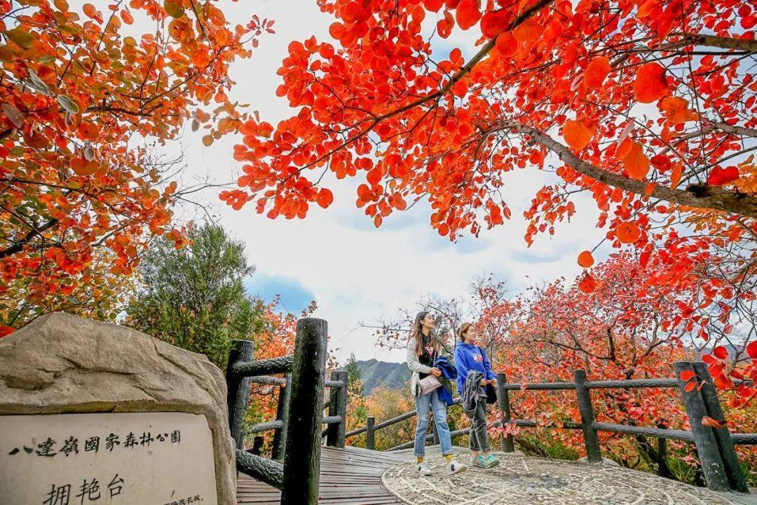 不只香山！这份跨越整个秋天的赏叶攻略请收藏