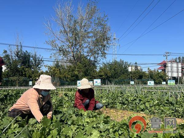 孟庄镇：幸福“小农场”赋能乡村“大振兴”农旅融合种出“向往的生活”