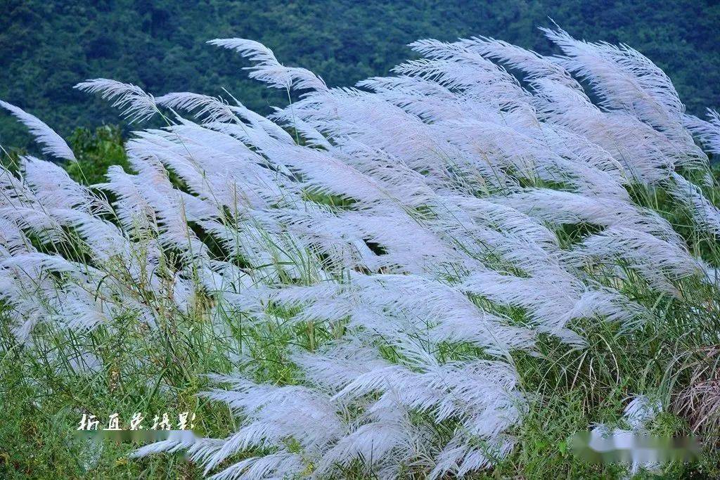 洁白的芦花盛放在蓝天白云之下,远远近近,层层叠叠.