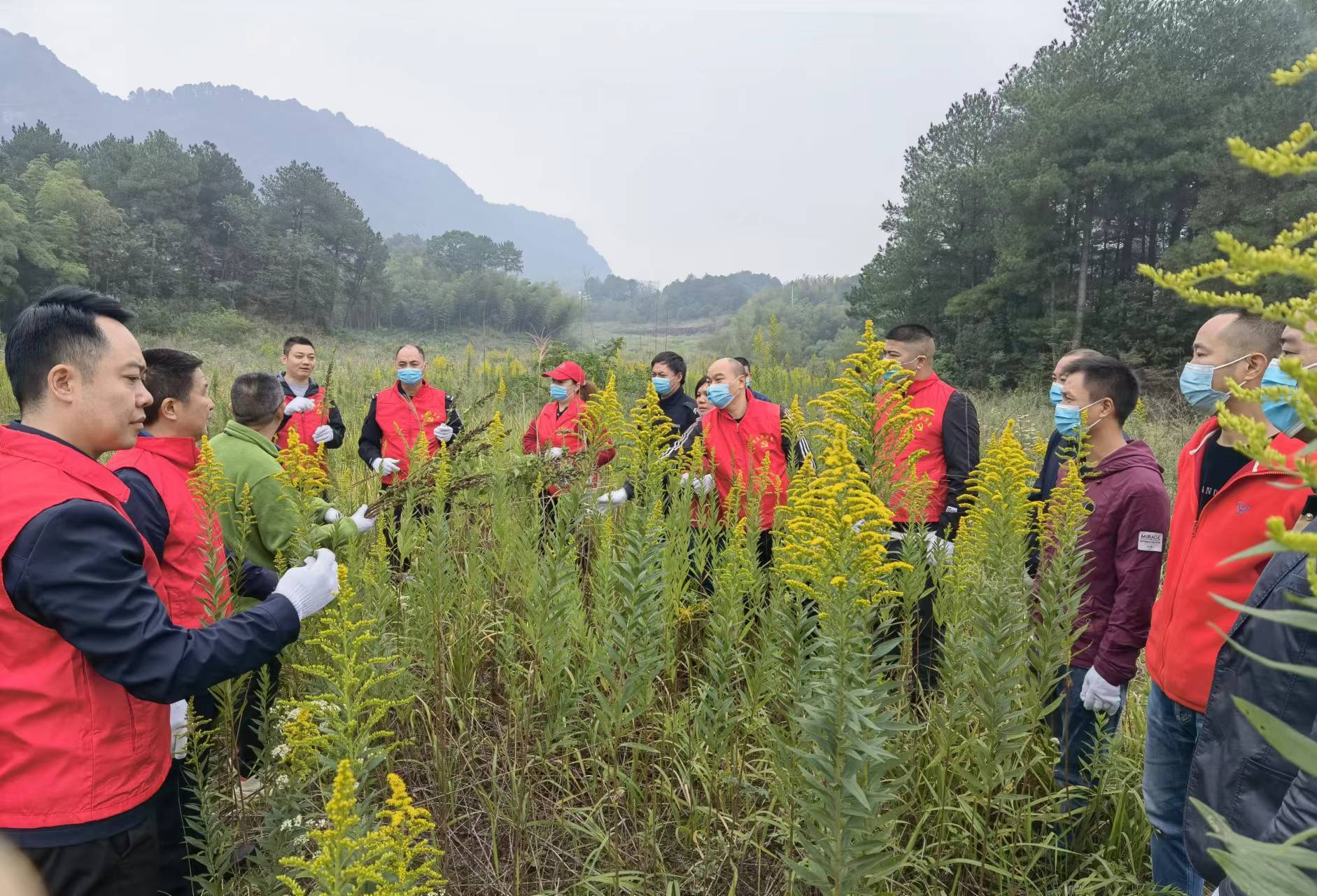 綦江：古剑山清除“一枝黄花”筑牢生态安全屏障