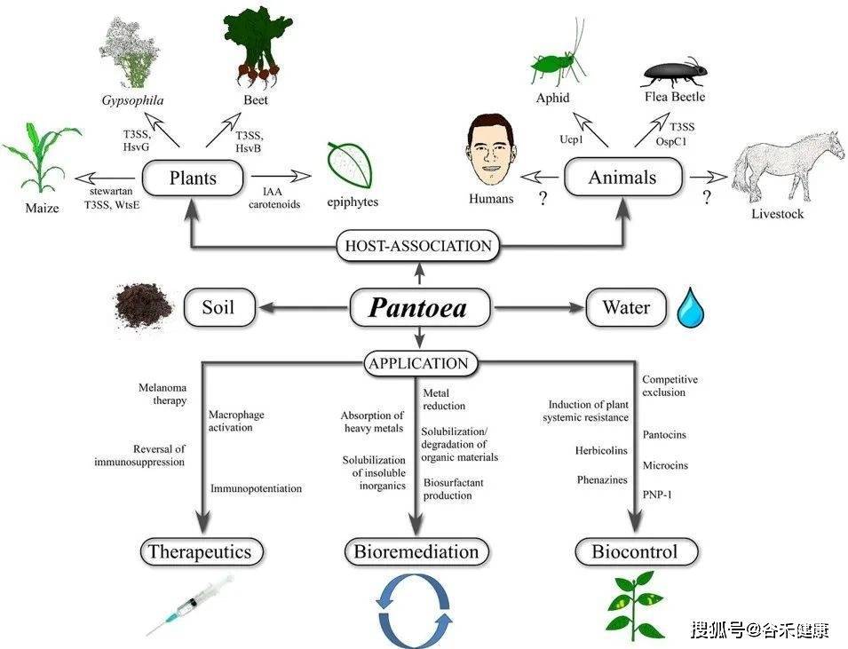 pantoea(泛菌属—肠道内善恶兼备的神秘细菌_物种_报告_临床