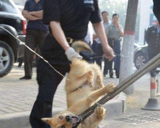 成都供卵试管哪家好（原创
            中国古代怎样治疗狂犬病的？简单粗暴，还真的有效）