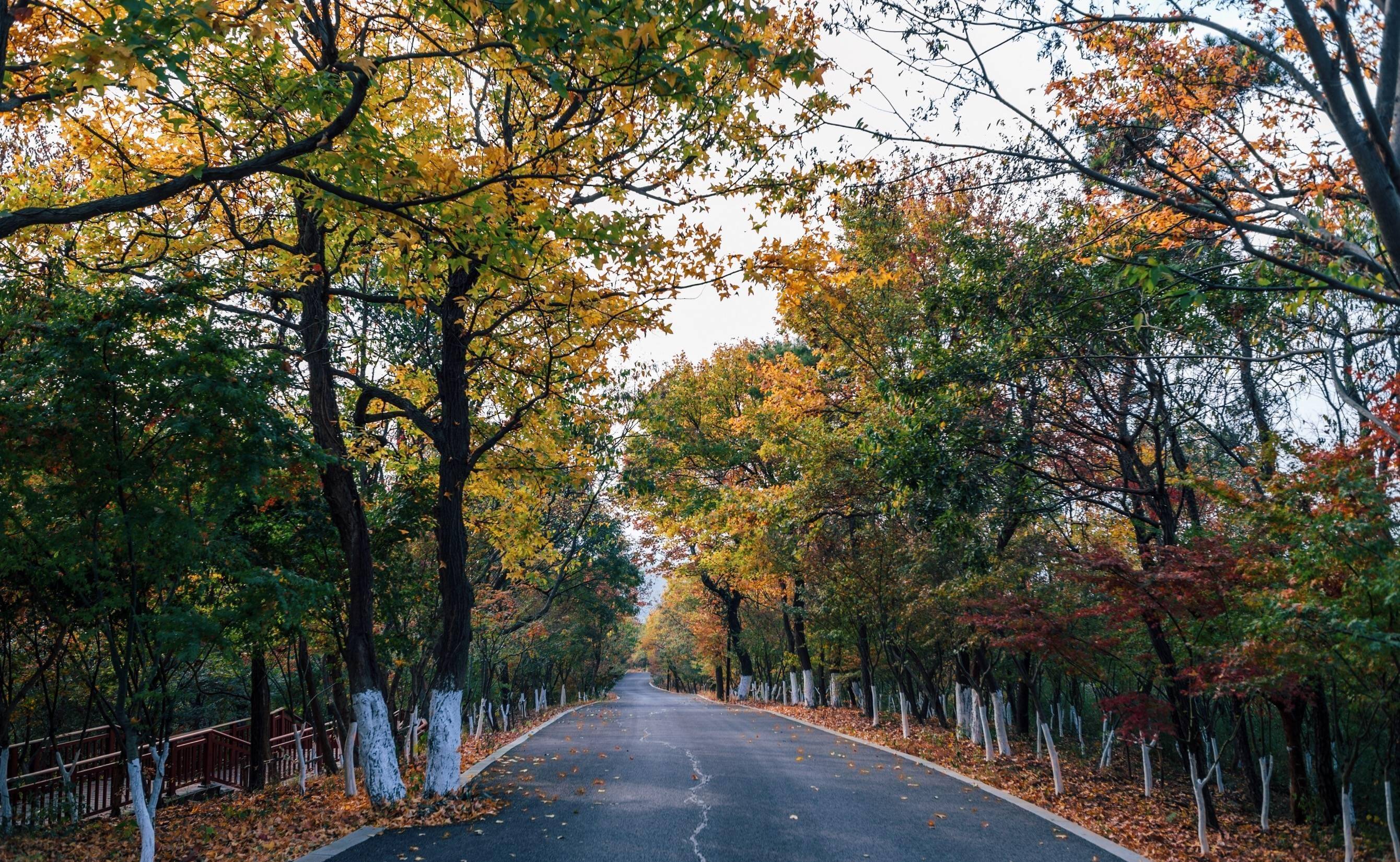 南京栖霞山，中国四大赏枫胜地之一，渐入佳境即将迎来最佳观赏期