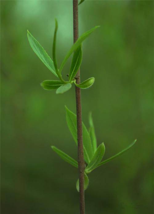 知道这些常见植物你都能分清了必赢平台(图20)