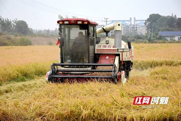 示范片位于益阳市大通湖区北洲子镇奇志农机专业合作社,品种为盛泰优