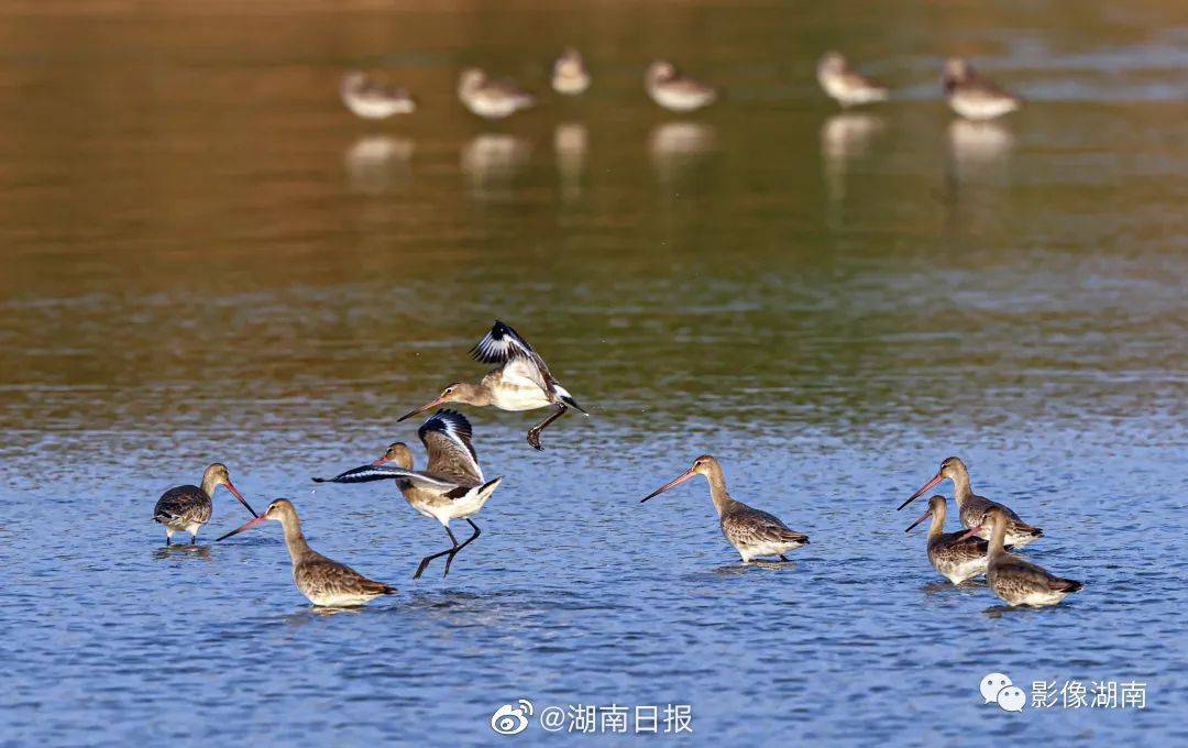 大批候鸟翔集东洞庭湖_自然保护区_岳阳_湖南