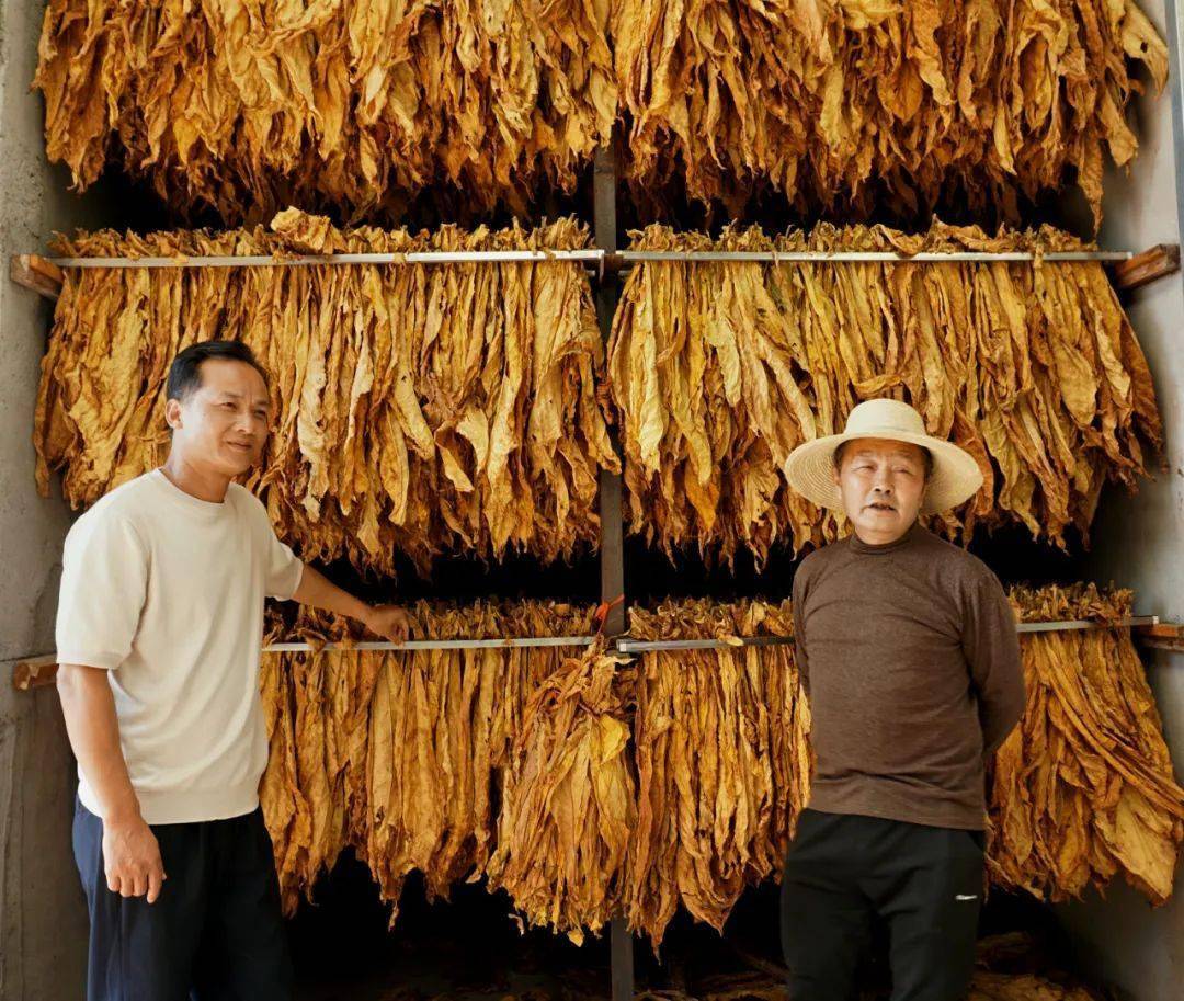 冯理(左)与盛孝太(右)在烤烟房讨论如何降低成本.