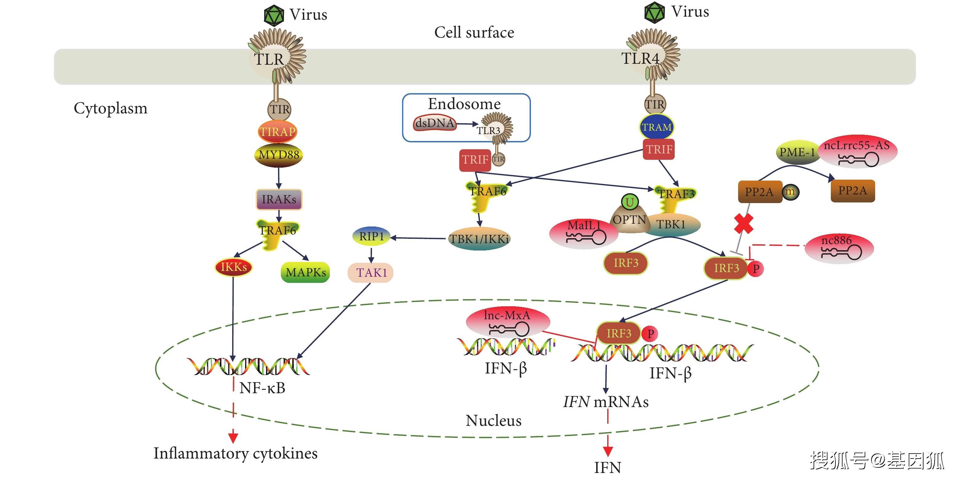 经验分享:非编码rna与先天免疫信号调控_ncrna_分子