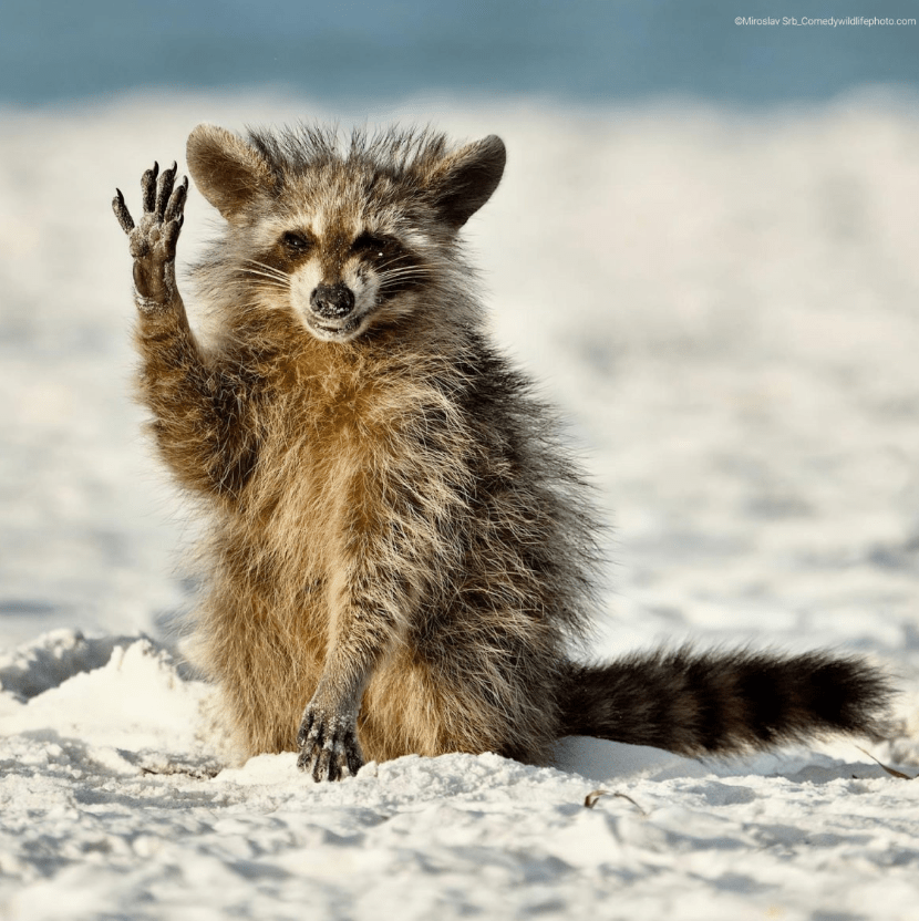 原创
2022沙雕动物照片大公开!网友笑疯了:每张都是表情包哈哈哈哈