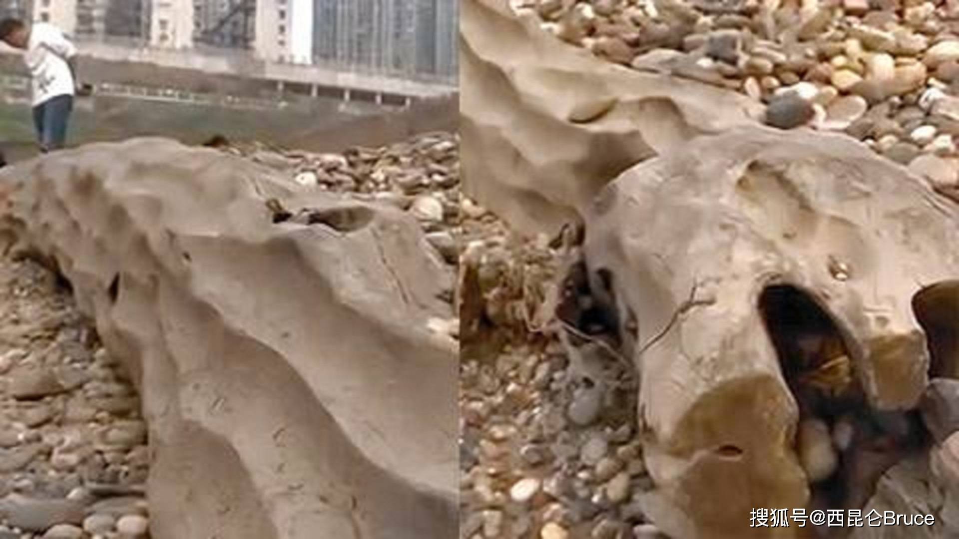 2万/斤！重庆嘉陵江出现巨大阴沉木，有盗割痕迹，最新：无法管理