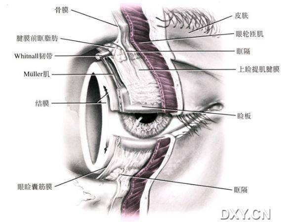 高清图片：精美眼部解剖