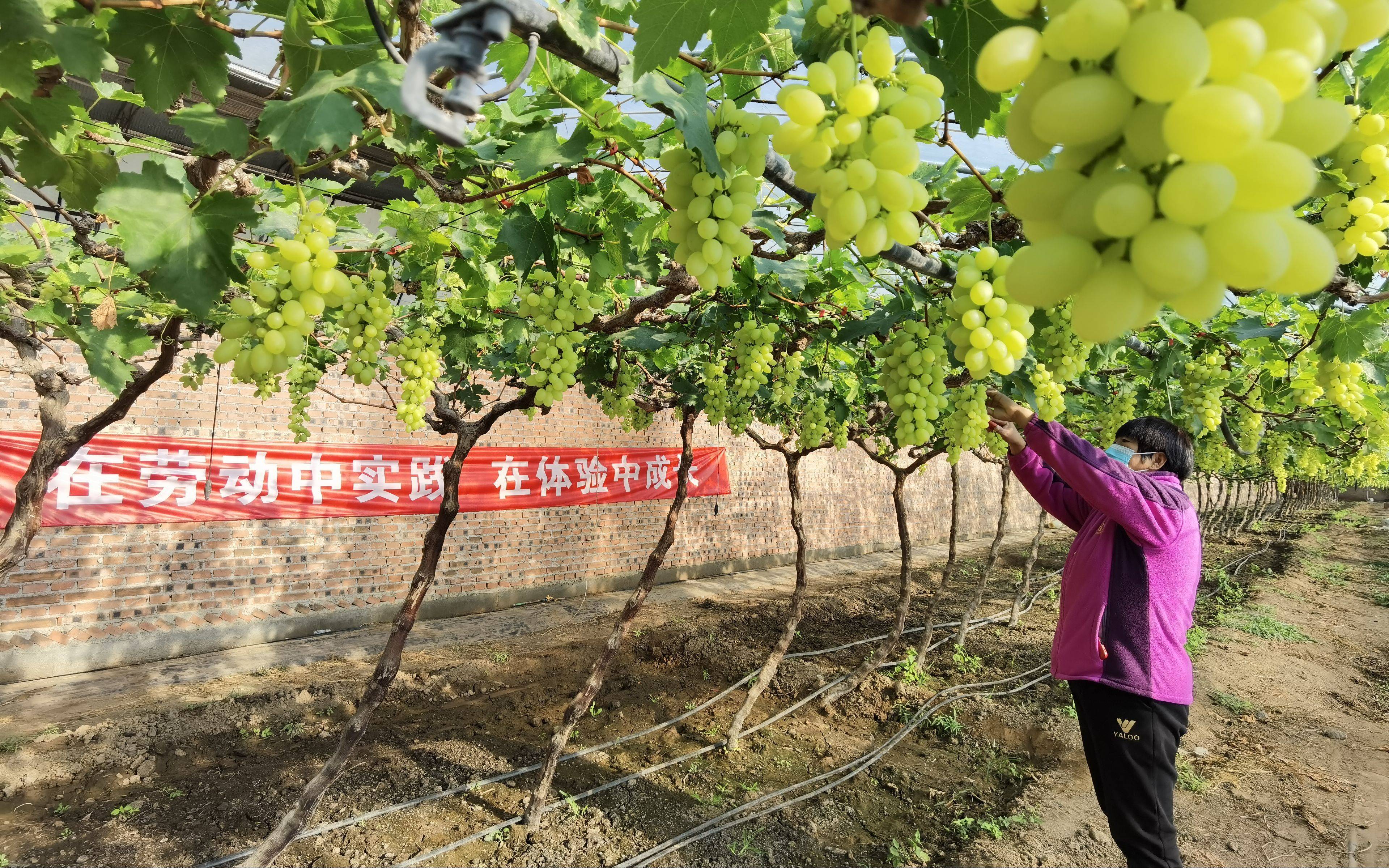 探访北京金粟种植专业合作社:葡萄架下的"农耕课堂"