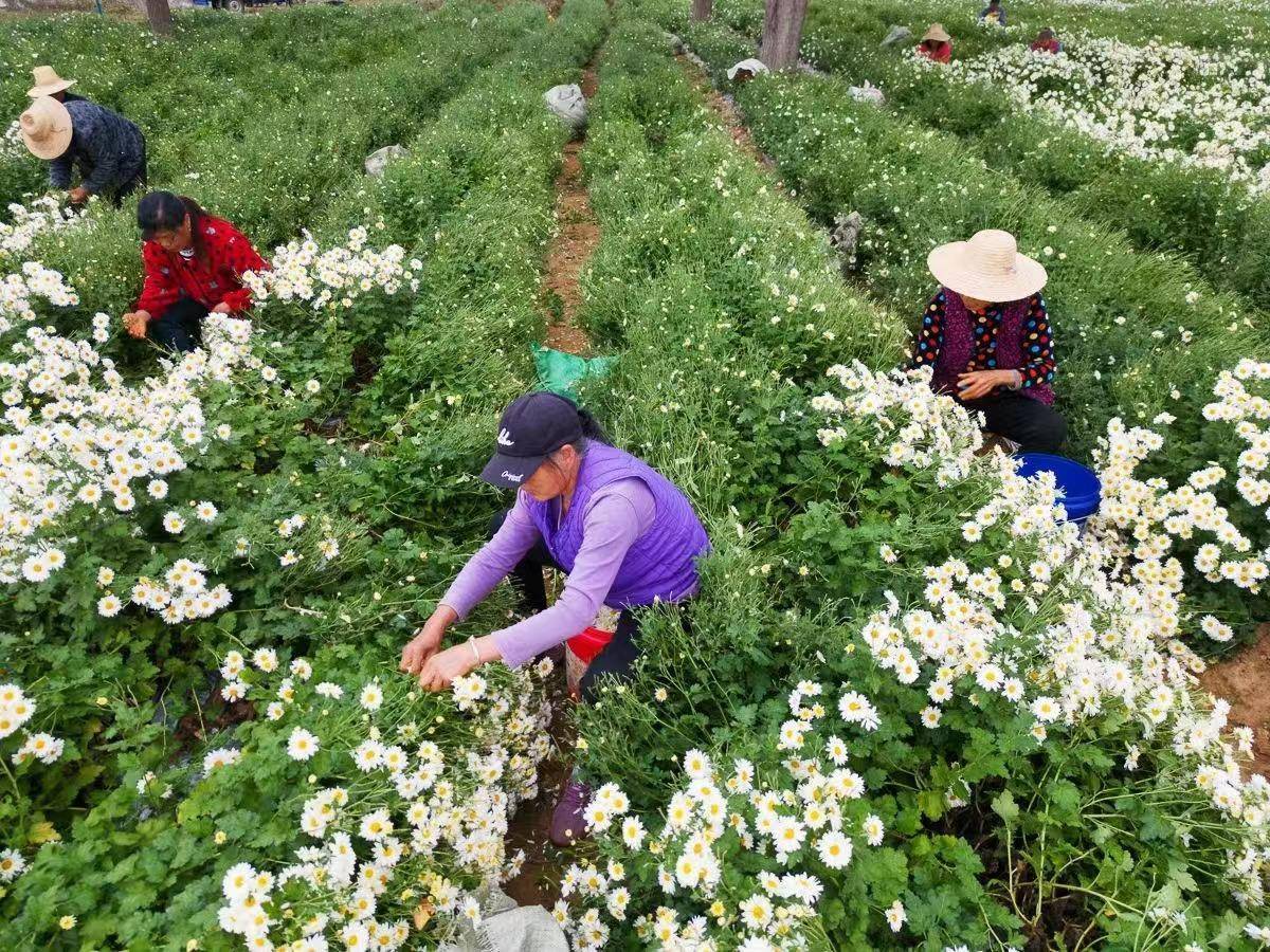 中国菊花之乡麻城15万亩菊花迎来采摘季