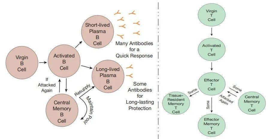 人人学懂免疫学第四十二期B细胞记忆和T细胞记忆 机体 入侵者 的作用