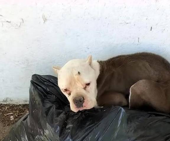 原创
  流浪狗用垃圾袋当床,这让女人很伤心,她每天都在门口等着领养 第5张 原创
  流浪狗用垃圾袋当床,这让女人很伤心,她每天都在门口等着领养 第5张