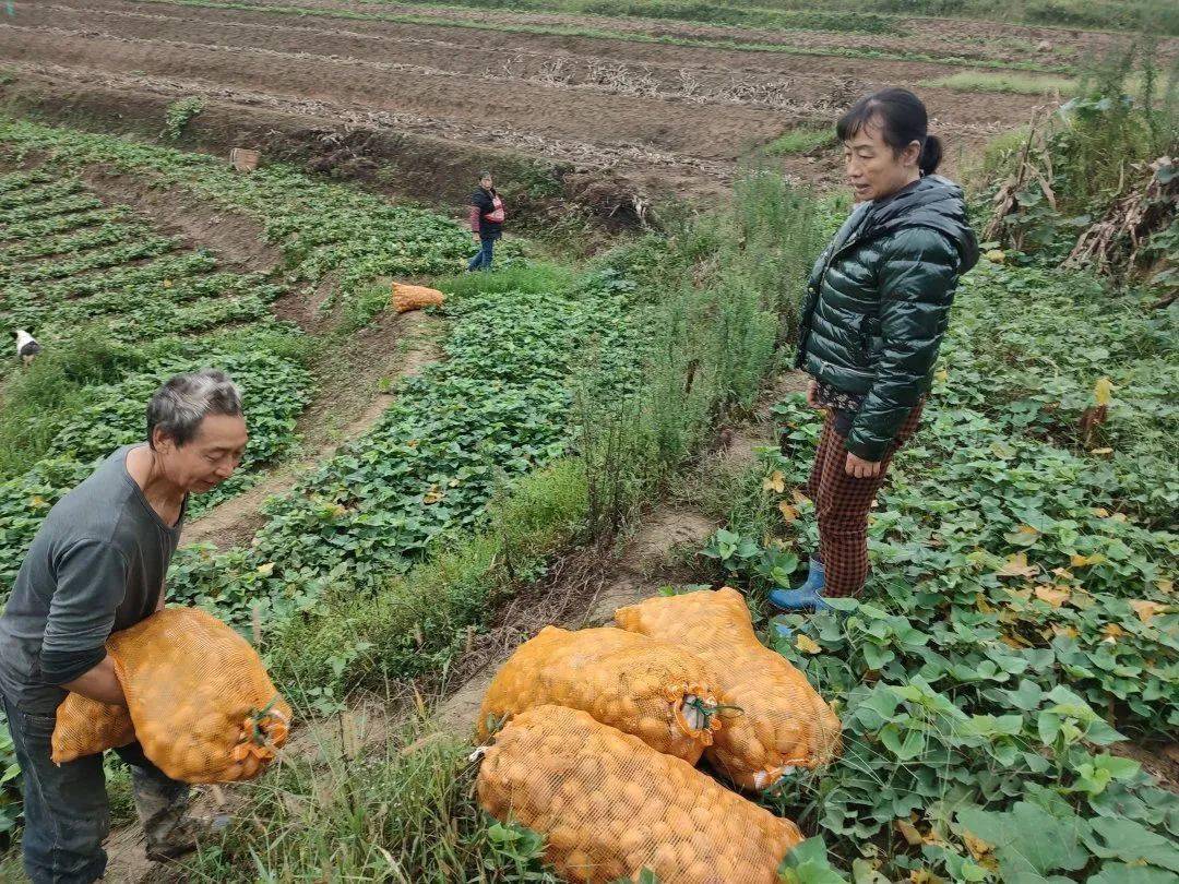 200亩秋洋芋喜迎丰收,打响"张弓山优质洋芋"品牌_种植_土豆_农户