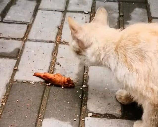 一位网友有一天在路上碰到了一只流浪猫,他看这只流浪猫已经饿得很瘦