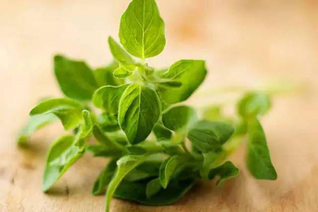 几株香草，让阳台小院满院芬芳（附15种常见香草）