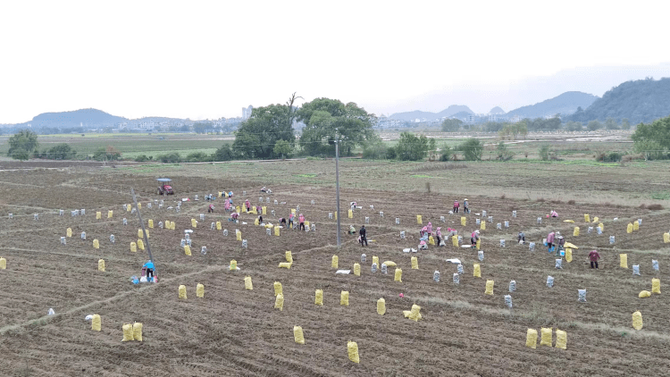 长寿之乡广西富川市派铜铃山镇铜铃山村农村指导员贾增益说,依托铜铃