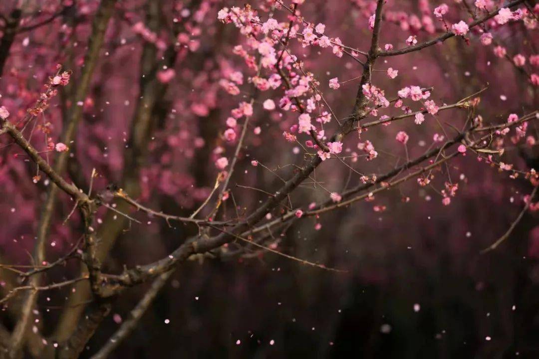 快保藏！江夏春季赏花地图来了