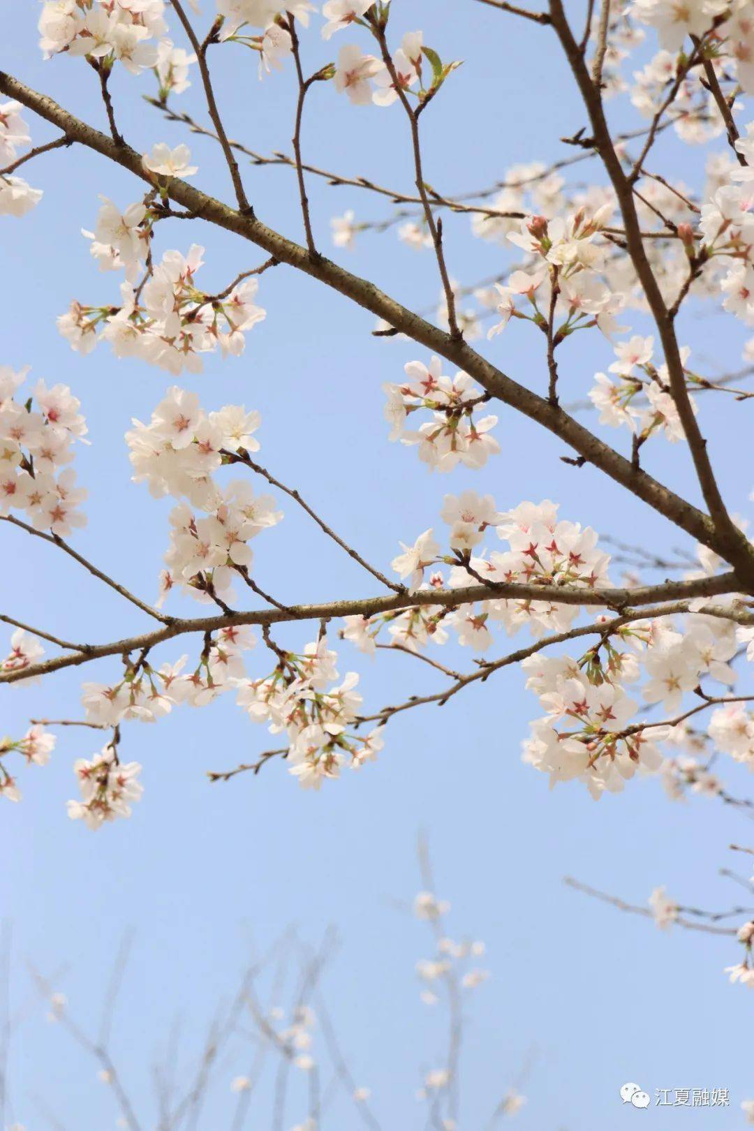 快保藏！江夏春季赏花地图来了