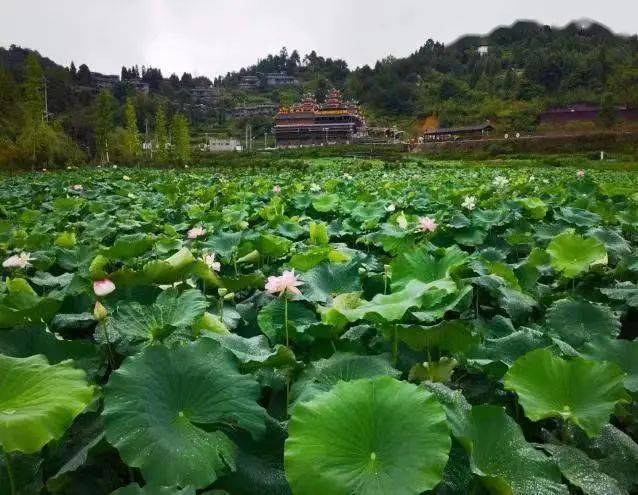 不行万亩樱花园，那座宝藏城市竟还有32个赏花地？