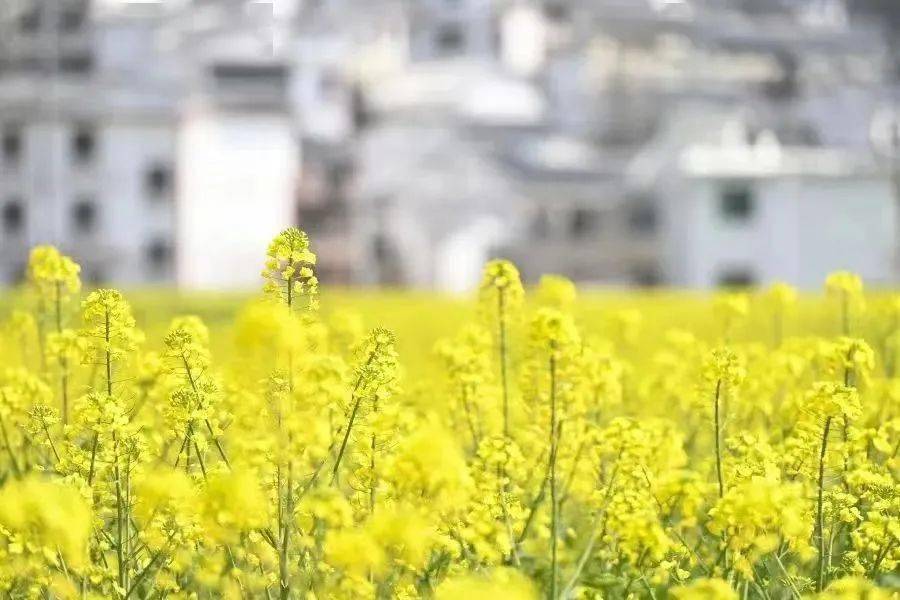 不行万亩樱花园，那座宝藏城市竟还有32个赏花地？