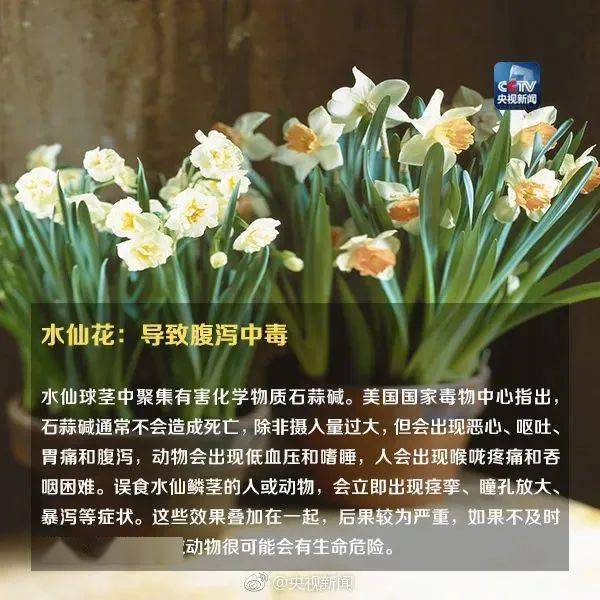 形似蒜苗，已有人中毒，你家花盆里可能也有→