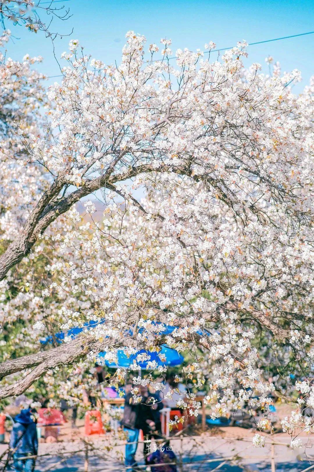 年年春天都爆美！内江0.5h实现梨花自在，百年梨树花海，景美还免费！