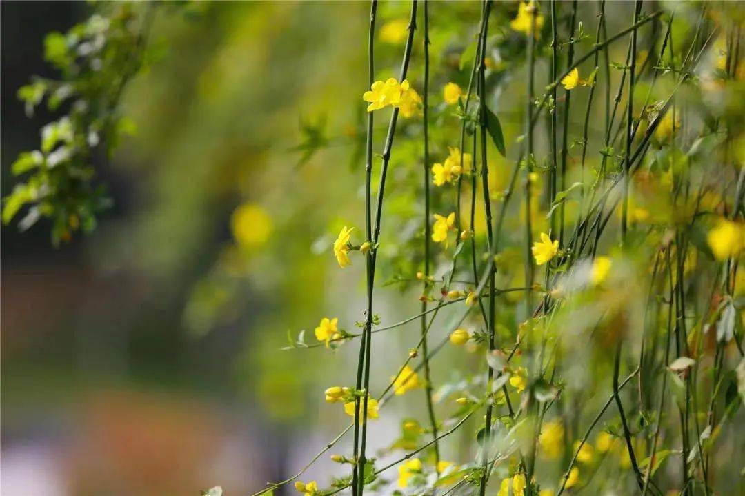 春暖花开，去那几个公园漫步赏花，享受“慢”生活