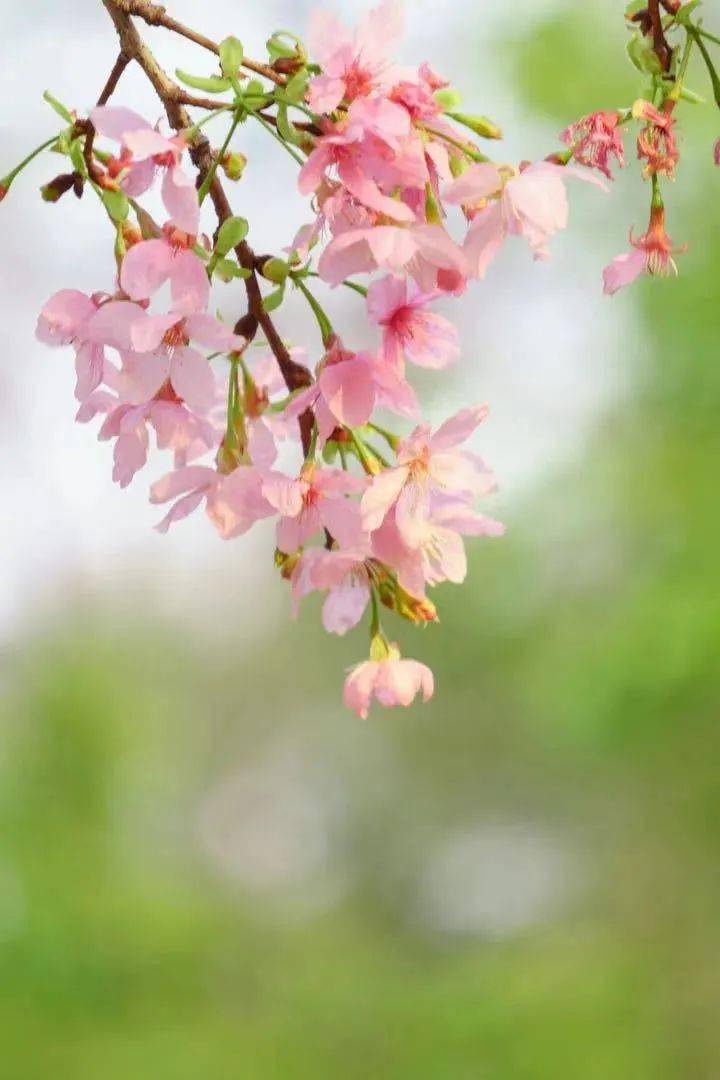 芬芳尺树寸泓，万物盎然广外校园遍布春天的气息邀你共赴一场与花的约会