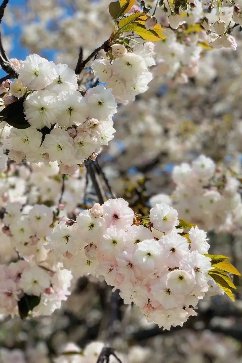 开花了！海淀 ｜请以樱花之名称号玉渊潭的春天