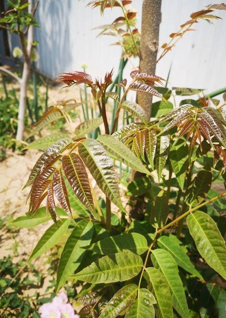 头茬香椿一捺长，无论怎么吃，都是春天的滋味