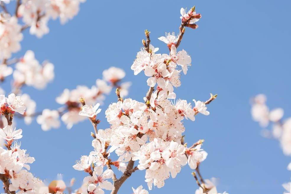 4种自带“青霉素”的菜，建议中老年隔天吃一次，加强免疫少生病