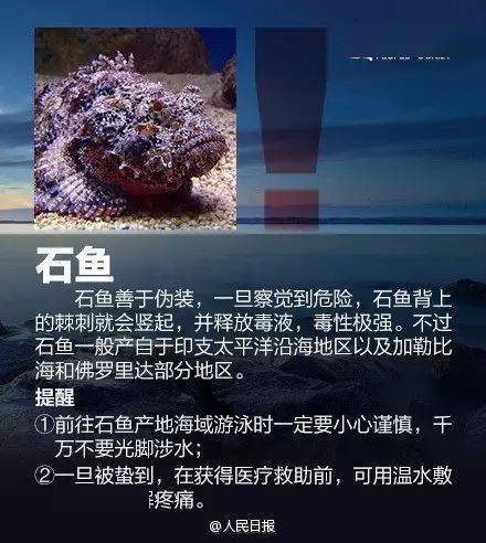 有剧毒！那种生物深圳海边已呈现，看到万万远离