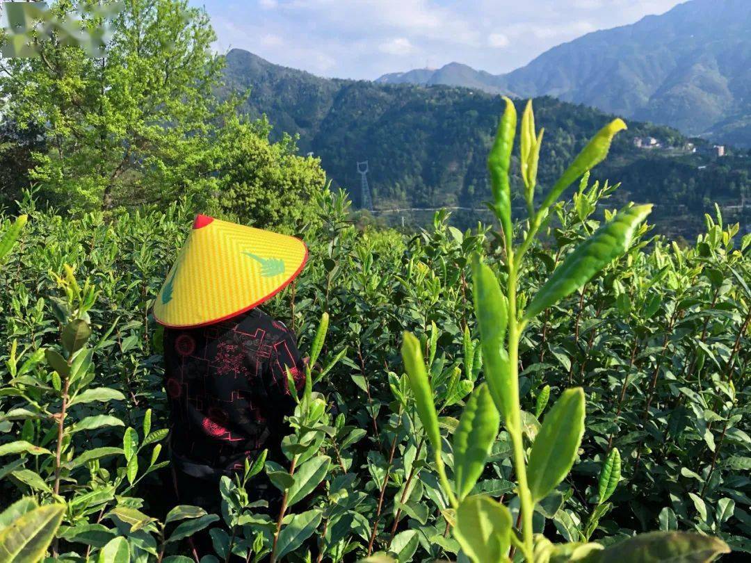 春茶已飘香，那一次就用指尖触摸春天吧~