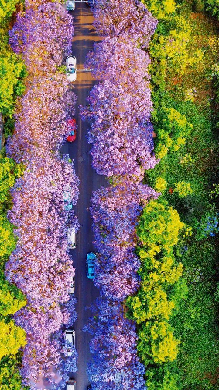 享玩儿 | 一年四时泡在花海里的城市，喜好鲜花必然不要错过