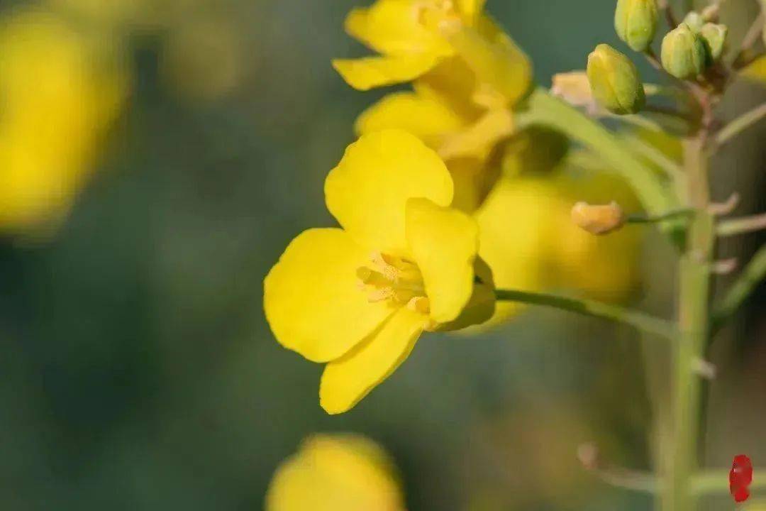 滴滴嘟嘟！“崇明花花巴士”发车啦