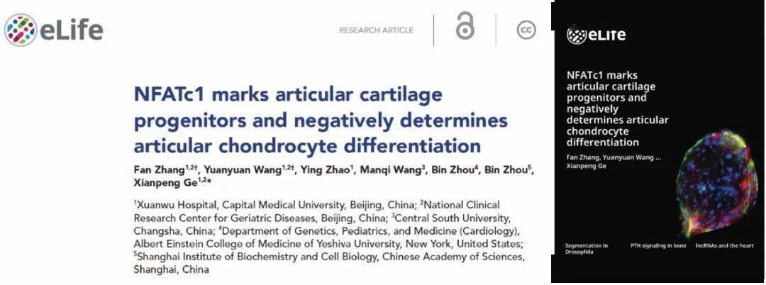 宣医新闻|宣武病院葛献鹏团队在《eLife》发文阐释关节软骨干细胞的来源及分化机造
