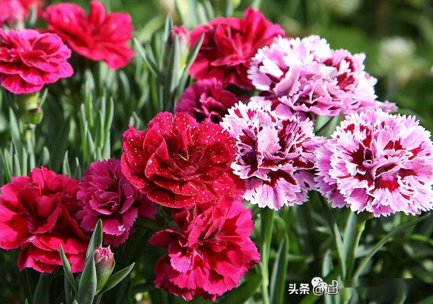 康乃馨其实非常好养护，春天养护好花开茂密花色鲜艳没有问题