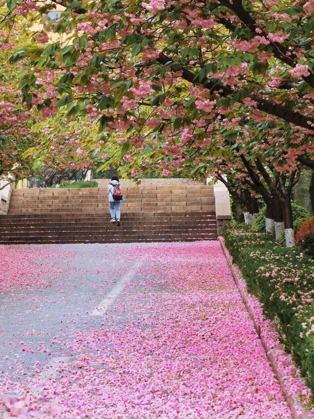 4月不来那座樱花开满的城市看看，我会遗憾整个春天